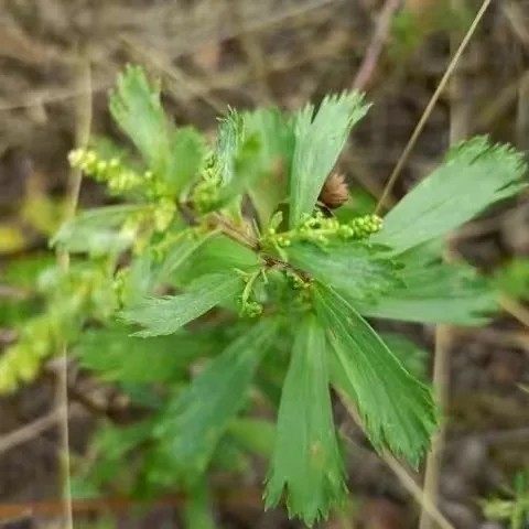 新鲜天然牡蒿 齐头蒿 野塘蒿 土柴胡 臭艾 油蒿全草带根 500g包邮