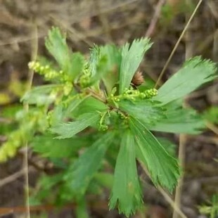 新鲜牡蒿 齐头蒿 野塘蒿 土柴胡 臭艾 油蒿全草带根 500g包邮