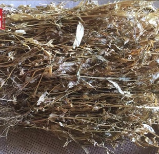 天然鸡心黄 香草 粤铁角蕨 鸡心草新货 全草干货500g 包邮
