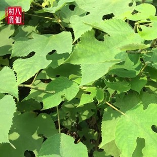 新鲜构树枝叶子 楮桃树枝叶 楮实子 构桃树谷木 假杨梅枝叶500g