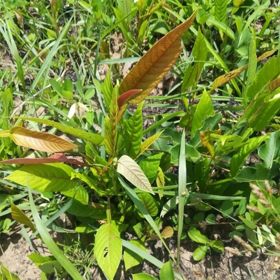 新鲜葫芦茶 牛虫草 田刀柄 咸鱼草 狗舌犁 金剑草全草干货500g