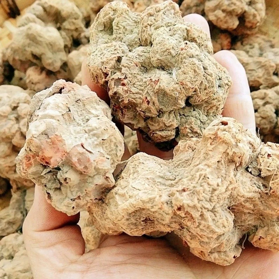 天然青草朱砂莲 背蛇生 躲蛇生 辟虺雷 避蛇生纯根干货250g包邮