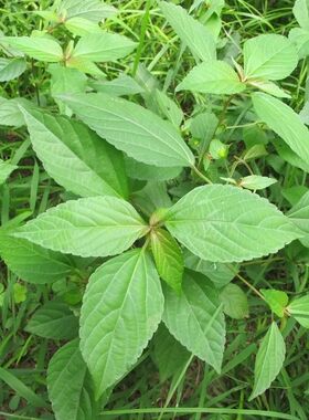 新鲜天然铁苋菜 耳仔茶 湿海蚌含珠 鲜活蚌壳草 全草带根500g包邮