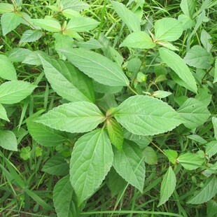 新鲜天然铁苋菜 耳仔茶 湿海蚌含珠 鲜活蚌壳草 全草带根500g包邮