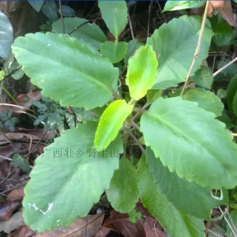 新鲜落地生根 叶爆芽 厚面皮 打不死 枪刀草 晒不死 全草500g