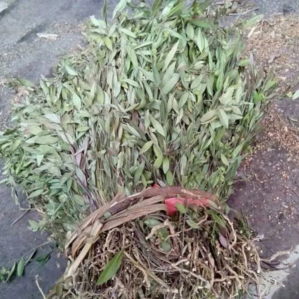 天然来马回瓜子金勒马回辰砂草惊风草金锁匙小远志产后草干货250g