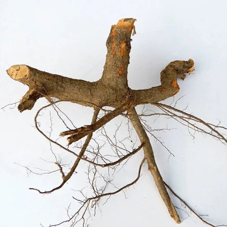 新鲜天然带刺山楂树根 野山楂根 南山楂果根 纯根干货500g包邮