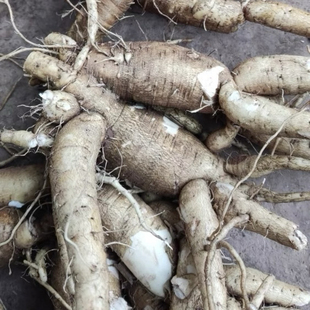 新鲜五指山参 箭叶秋葵 红花马宁果 石榴茶果 五君汤果 纯根500g