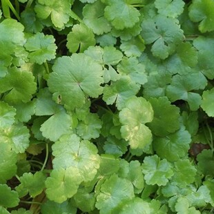 新鲜铺地锦 步地锦 天胡荽 肺风草 破铜钱 满天星500g包邮