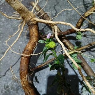 新鲜猫踏蹄 粉红花五爪虱母头 狗脚迹梵天花三角枫地桃花纯根500g