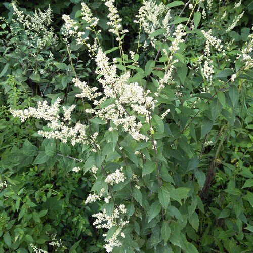 新鲜奇蒿 南刘寄奴 千粒米 六月霜 九里光 白花尾 斑枣子 九牛草