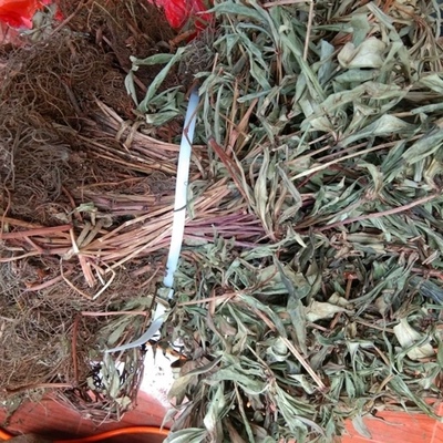 天然追风散伞 惊风伞 破凉伞 公接骨丹 背花草全草干货500g包邮