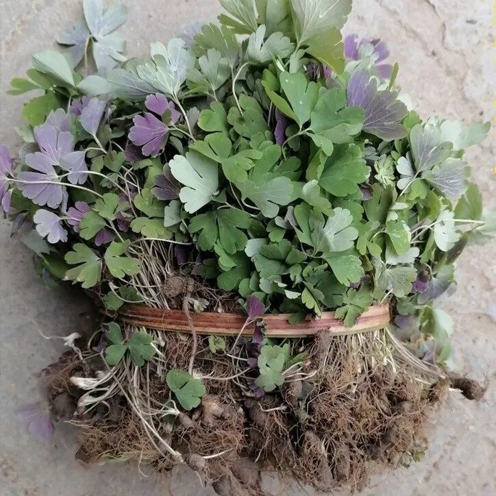 新鲜紫背天葵 天葵子 千年老鼠屎 耗子屎 全草500g包邮