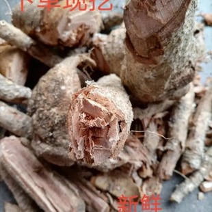 新鲜红心橄榄根 红心橄榄树根 纯根500g包邮