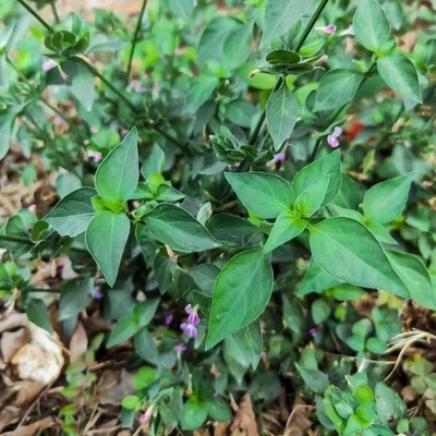 新鲜天然青草 狗肝菜 青蛇仔 路边青 乌面草 九头狮子草500g包邮