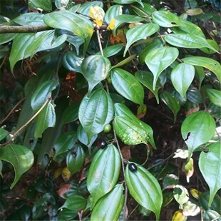 新鲜乌药枝叶子 乌药叶蒡箕茶 独脚樟枝叶 干货 500g包邮