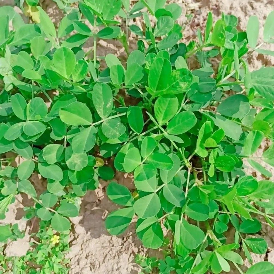 新鲜落花生叶苗茶助眠安神 全草带根500g包邮