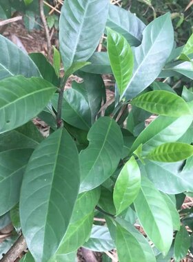 新鲜山大颜 山大岩 九节木 山大刀 大罗伞 火筒树 暗公山 500g
