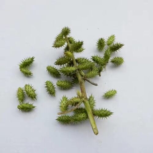 新鲜苍耳子果实 荆棘狗 老鼠愁 葈耳实 胡苍子羊咪咪果实500g
