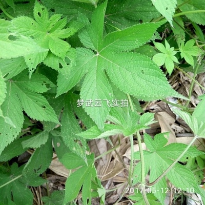 新鲜葎草 拉拉藤 蛇割藤 割人藤 拉拉秧 五爪龙 全草500g包邮