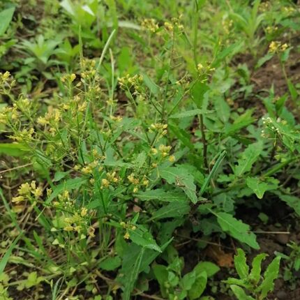 新鲜野江剪刀菜 野油菜天葛菜塘葛菜辣米菜 绿豆草生鱼草蔊菜500g