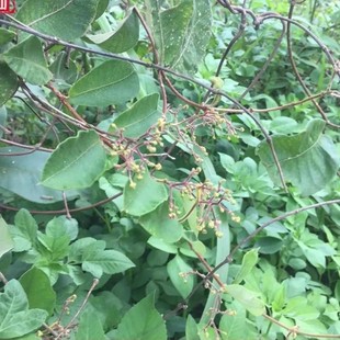 新鲜古羊藤根 南苦参 老鸦咀 毛青才 奶藤根 虎阴藤纯根500g