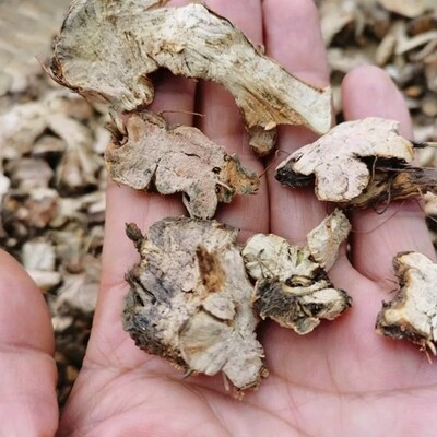 新鲜野荞麦根 开金锁苦荞头 野南荞道地纯根干货500g包邮