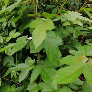 新鲜枫叶 枫树叶 大叶枫香树叶五色糯米饭黑米饭500g包邮