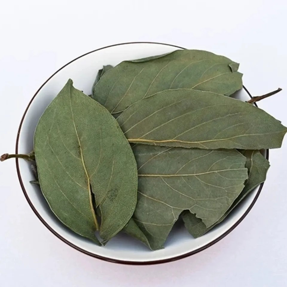 新鲜天然生柿子叶子 柿子树叶子 干柿子叶子 柿树叶茶干货500g