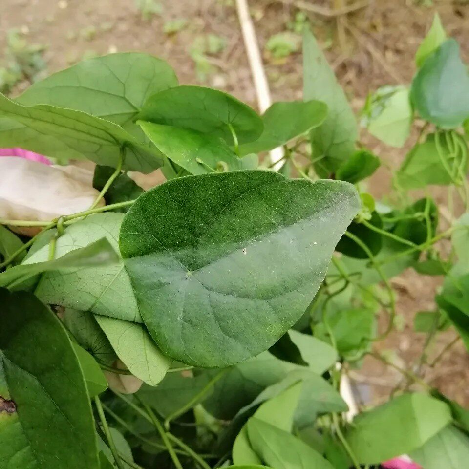 新鲜粪箕笃 犁壁藤 千金藤 飞天雷公 雷林嘴 青蛙藤藤叶500g