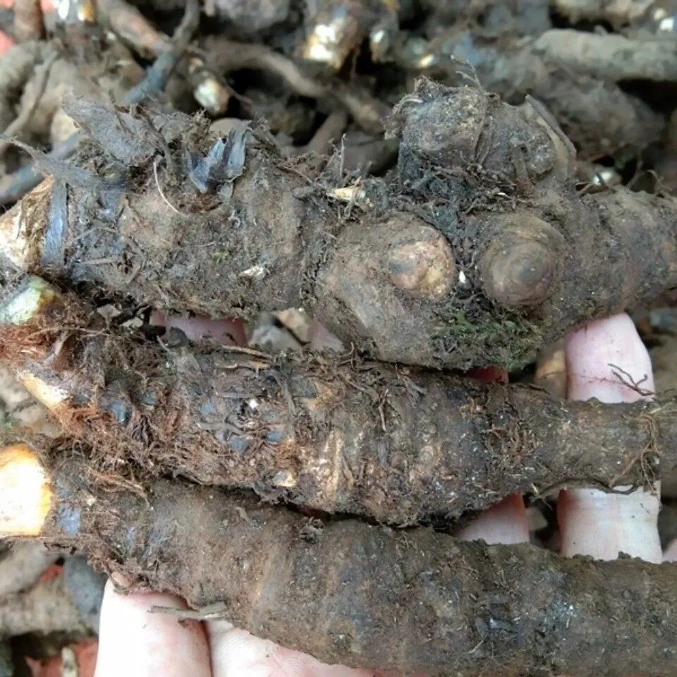 新鲜天然青草岩陀 毛青红 毛青杠 岩七毛七红升麻 纯根500g包邮