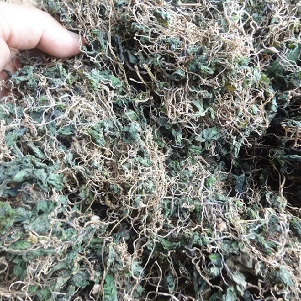 天然小叶青天葵草 独叶莲 半边伞 青天葵 全草干货250g包邮