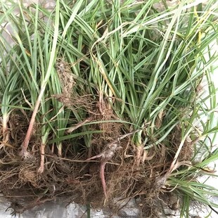 新鲜香附草 头香雀头 生香附子 莎草香 全草带根500g包邮