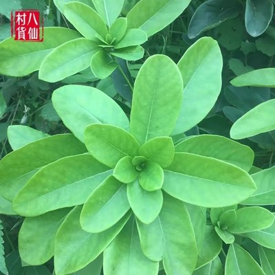 新鲜牛耳枫 猪肚木 老虎耳 南岭虎楠 山羊屎 枝叶500g 包邮