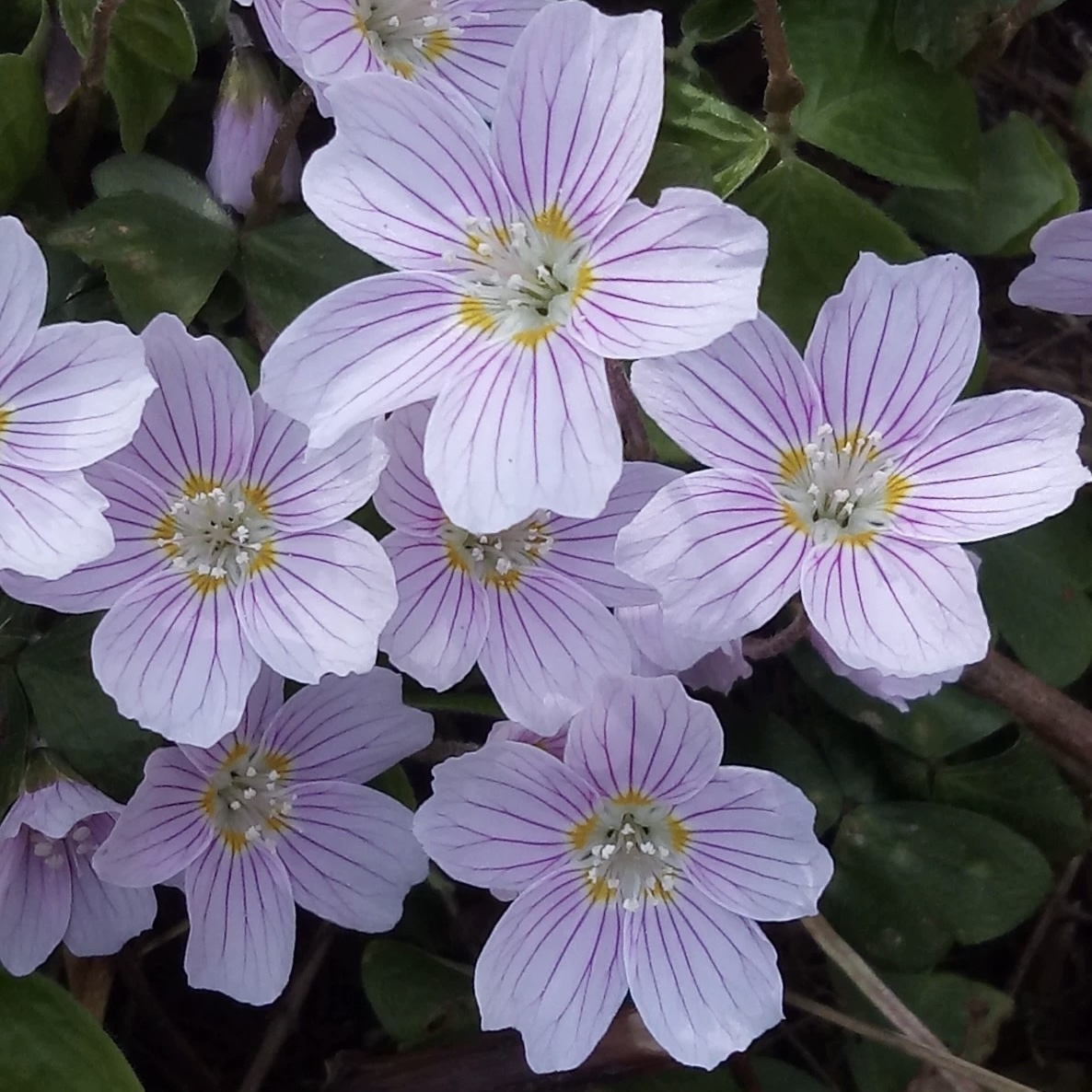 新鲜山醡浆草 全草一株
