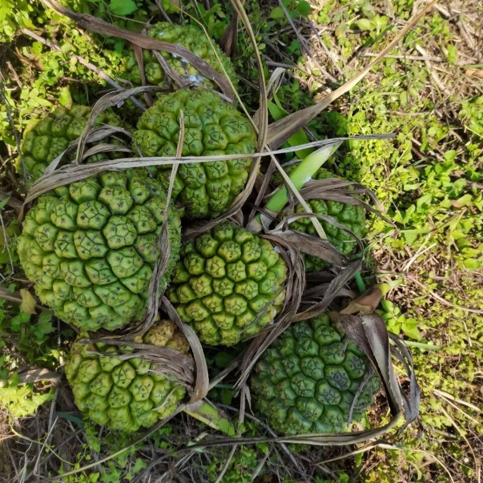 新鲜露兜果 假菠萝 帕梯罗金堆 野山菠萝 勒古果500g包邮 - 实物图