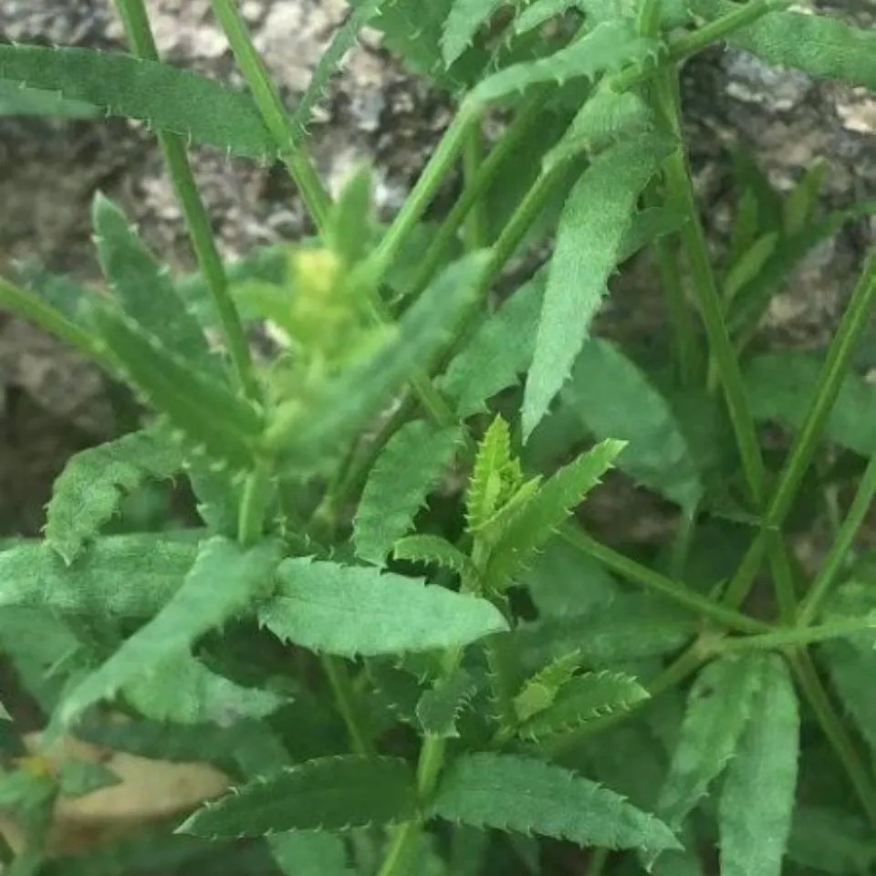 新鲜锯仔草串骨耳串骨乳疳积草铁尺草穿骨耳小黄花二仙草干货500g