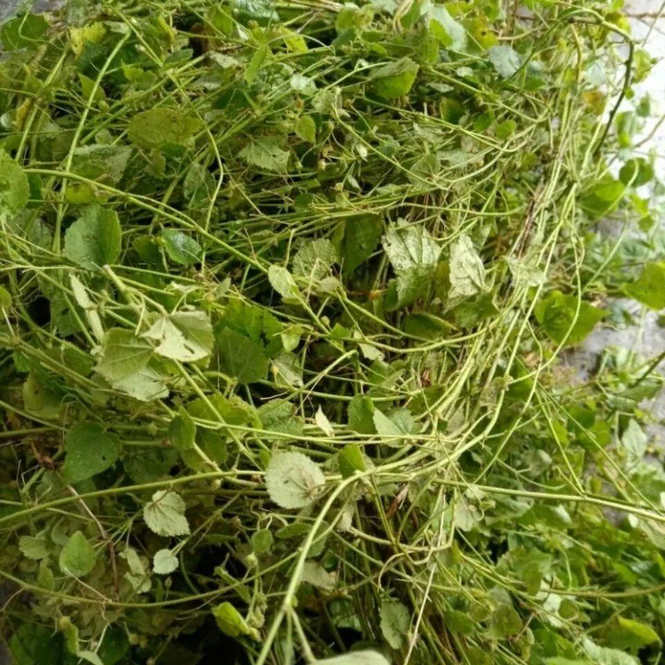 新鲜英仔草 生毛蔓藤 软枝山胶播 小细号黄花虱母头 全草干货500g