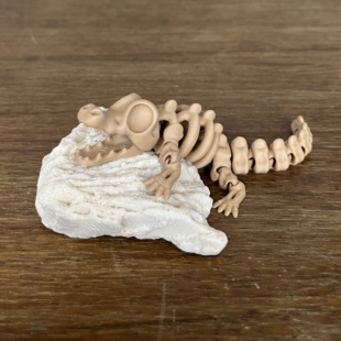 呆萌小鳄鱼全身关节可动骨骼模型玩具古生物手办湾鳄短吻鳄骸骨