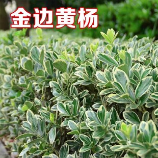 金边黄杨冬青树苗庭院植物珊瑚篱笆绿篱栏杆围墙绿化苗木四季常青