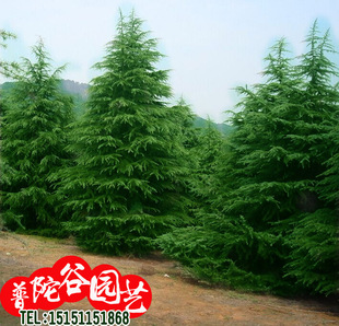 塔松圣诞雪松苗占地白皮松树苗黑松盆景小树苗绿化工程苗四季常青