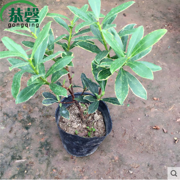 室内盆栽植物耐寒浓香型金边瑞香图片