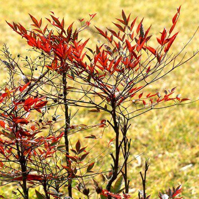 南天竹庭院植物绿化苗木红天竹苗观叶盆栽办公室内绿植盆栽盆景