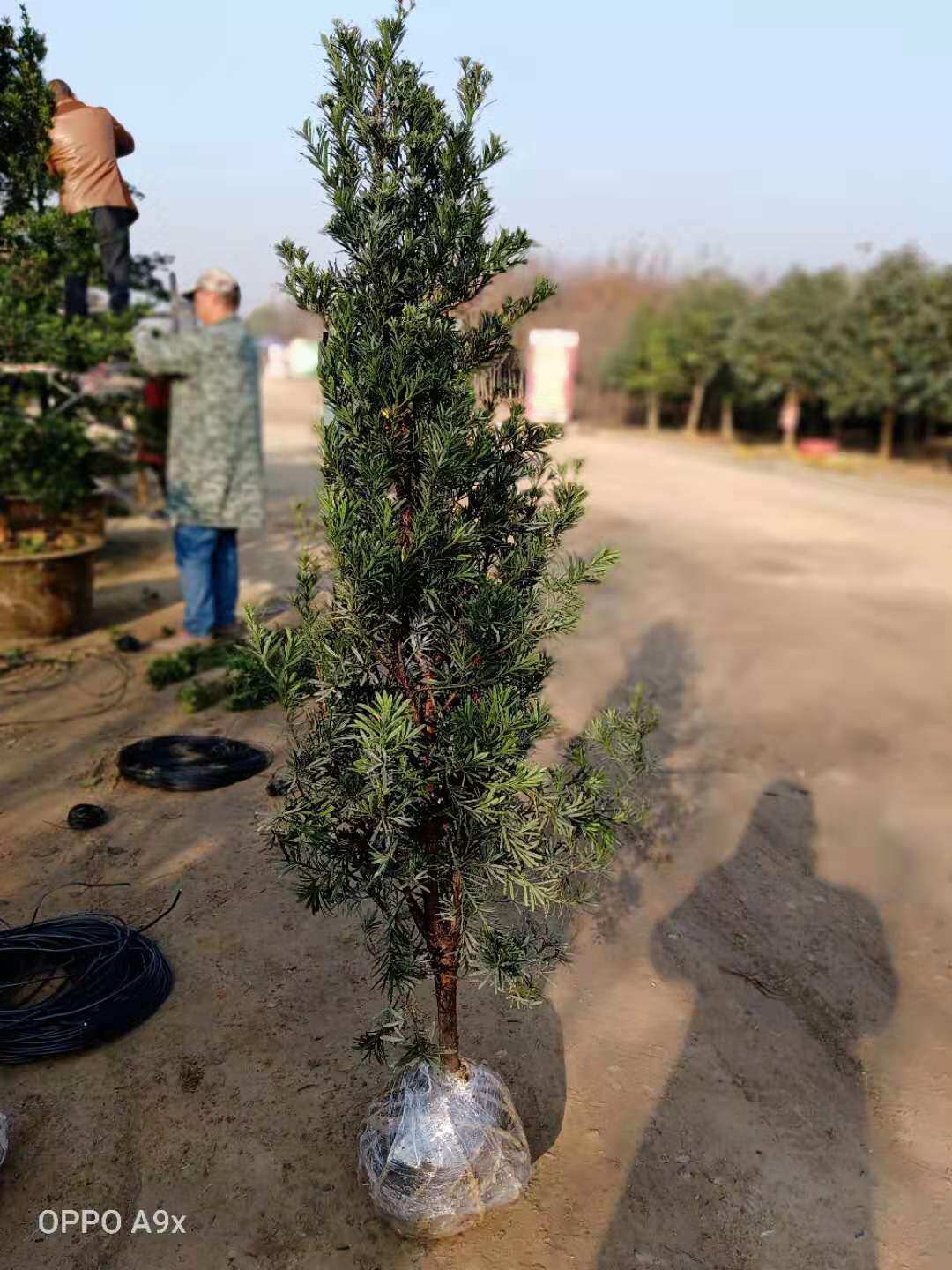 罗汉松盆景树桩树苗迎客松小叶矮化雀舌庭院室内客厅名贵造型盆栽