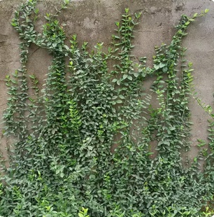 花叶小叶扶芳藤耐寒爬藤花卉攀缘植物卫矛四季常青可护坡绿植常绿
