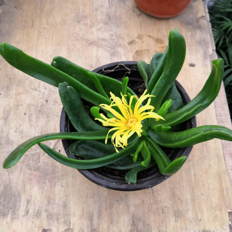 包邮多肉植物防辐射净化空气植物