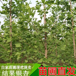 占地拆迁苗 银杏树苗 银杏活苗白果小苗庭院植物行道绿化苗木包邮