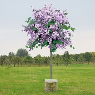 丁香花树苗浓香花卉四季开花阳台盆栽室外庭院别墅耐寒白紫色花苗
