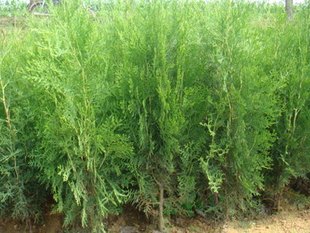 侧柏扁柏头发树苗松柏树籽树苗庭院绿化荒山造林清明绿化苗木刺柏