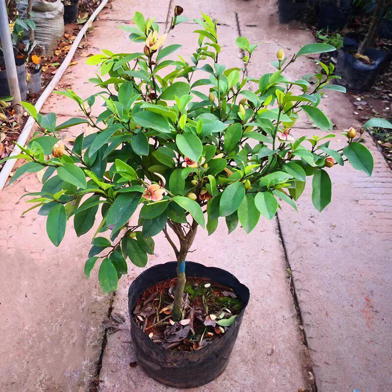 含笑盆栽树苗 四季种植 浓香花卉含笑花苗 含笑花卉当年开花 包邮